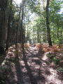 Par champs et forêts en pays houdanais