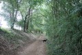 Chemin d'exploitation en bordure de bois