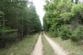 Chemin dans la forêt vers la Lauze