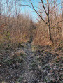 Sentier dans la forêt