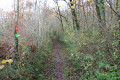 Chemin dans le bois Chauvin