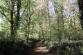 Chemin dans le bois de Dunet