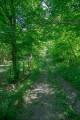 Chemin dans le bois de la Fontaine des Biches