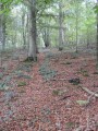 Chemin dans le bois de Martigny