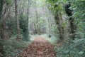 Chemin dans le bois du Juge