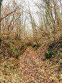 chemin dans le bois