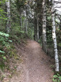 Chemin dans les arbres