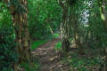 Chemin dans les bois. Photo Pierre56