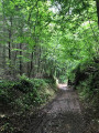 Chemin dans les bois