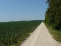 Chemin dans les champs