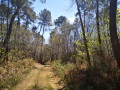 Chemin dans un paysage bourian