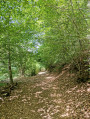 Chemin de forêt