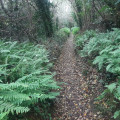 chemin de fougères