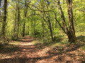 Chemin de limite de chasse dans la forêt de Sommeval