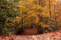 chemin du bois de la Fôt