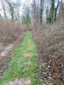 chemin en bordure du talus boisé