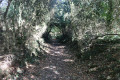 Chemin en descente vers le ruisseau des Coudrières