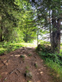 Chemin en forêt après la Roche des Bioquets