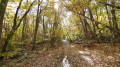 chemin en forêt