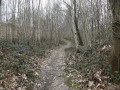 Chemin en forêt