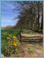 Chemin en forêt