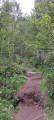 Chemin en forêt