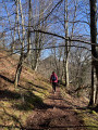 Chemin en forêt