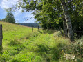 Chemin en herbe