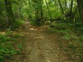 Chemin en sous-bois du Peu Barbasson