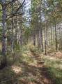 Chemin en sous-bois, variante à la route goudronnée entre les points 3 et 4