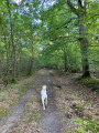 Chemin en sous-bois.