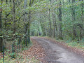 Chemin en sous bois