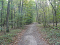 Chemin en sous bois