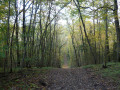 Chemin en sous bois