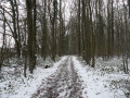 Chemin en sous bois