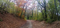 Chemin en sous-bois