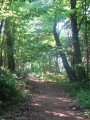 Chemin en sous-bois