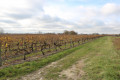 Chemin enherbé entre les vignes