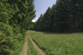 Chemin entre forêts et prairie