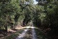 Chemin entre la Ribellerie et l'étang des Renardières