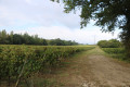 Chemin entre vigne et petit bois