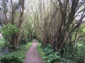 Chemin envouté