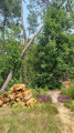 Chemin fleuri dans les bois