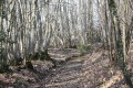 Chemin forestier dans les Bois de Beaussais