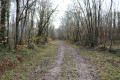 Chemin forestier du Bois Chauvin