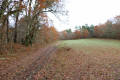 Chemin forestier en bordure de clairière