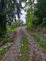 Chemin forestier en direction des chalets de Méry