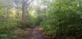 En forêt de Saint-Nom-la-Bretèche à Vaucresson