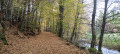 Chemin forestier