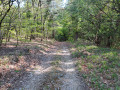 Chemin forestier